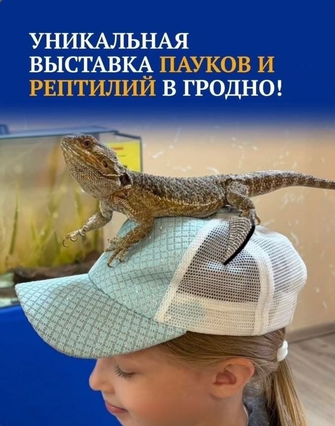 Уникальная выставка пауков и рептилий